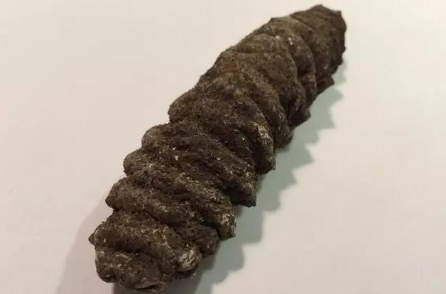 海参有上千种都是一样的吗,全世界海参有多少品种