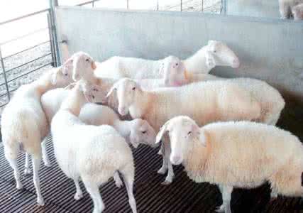 养羊人懂得这十个道理就会赚钱,养羊掌握5个要点想不赚钱都难