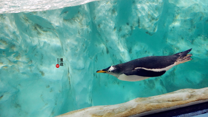 新年广州珠海长隆游记,广州珠海长隆澳门自由行攻略
