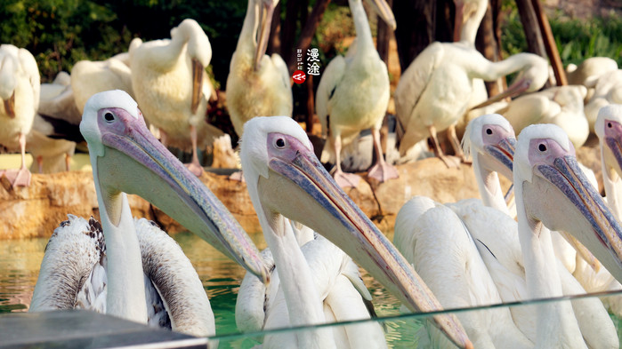 新年广州珠海长隆游记,广州珠海长隆澳门自由行攻略