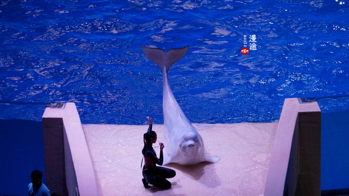 新年广州珠海长隆游记,广州珠海长隆澳门自由行攻略