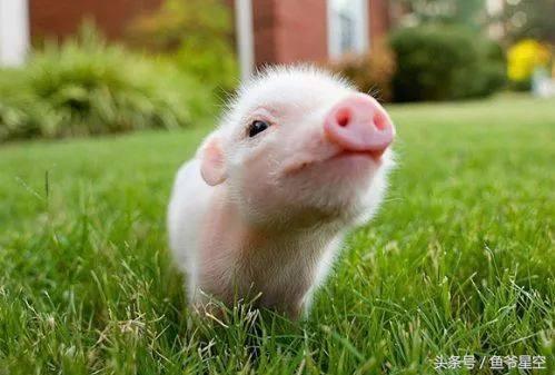 83年出生生肖猪2022年运势大全,2019年出生的属相猪运势