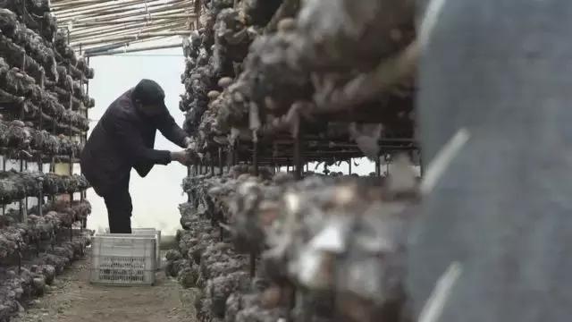 鸡蛋蒸着吃有几种方法,蒸鸡蛋怎么样蒸得能更牢一点