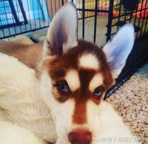 哈士奇头顶三把火传说,哈士奇头顶三把火混一起的不纯吗