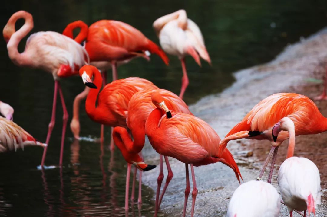 广州长隆野生动物园亲子跟拍,爸爸去哪儿广州长隆野生动物园