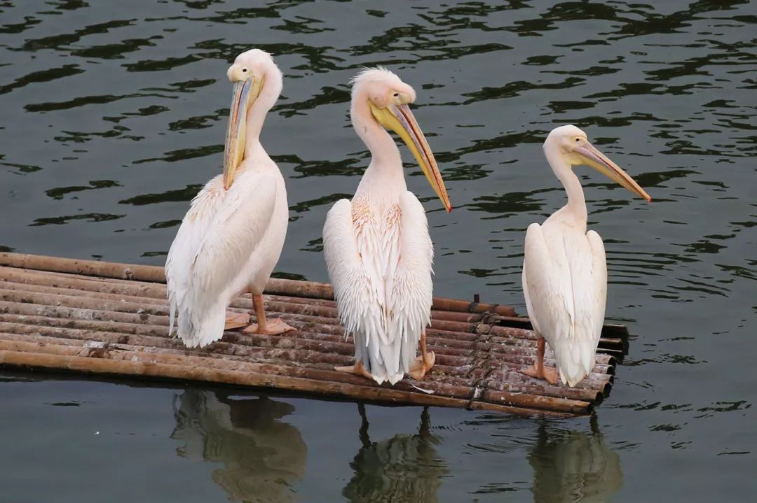 广州长隆野生动物园亲子跟拍,爸爸去哪儿广州长隆野生动物园