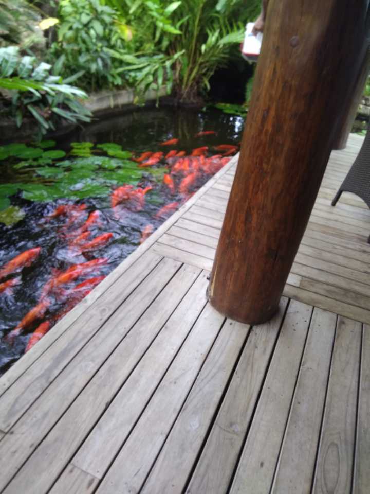 斐济这个国家怎么样,斐济免签哪些国家