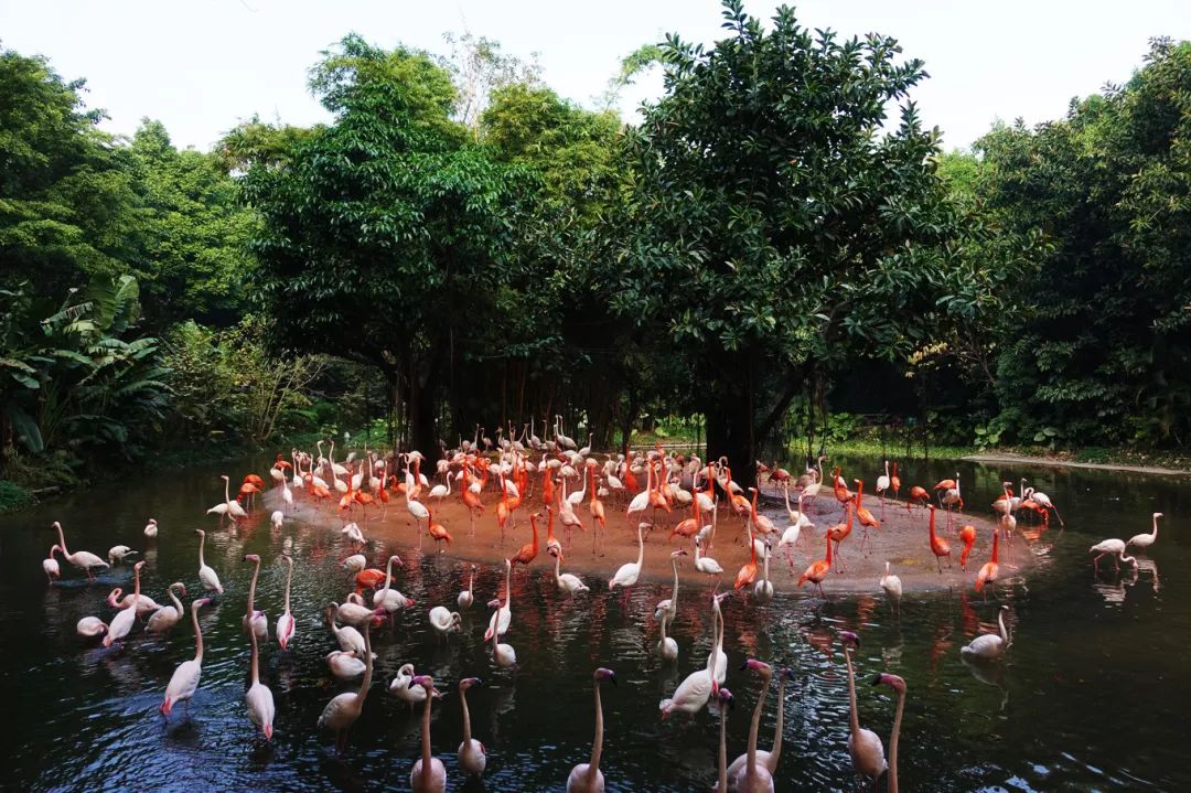 广州长隆野生动物园亲子跟拍,爸爸去哪儿广州长隆野生动物园