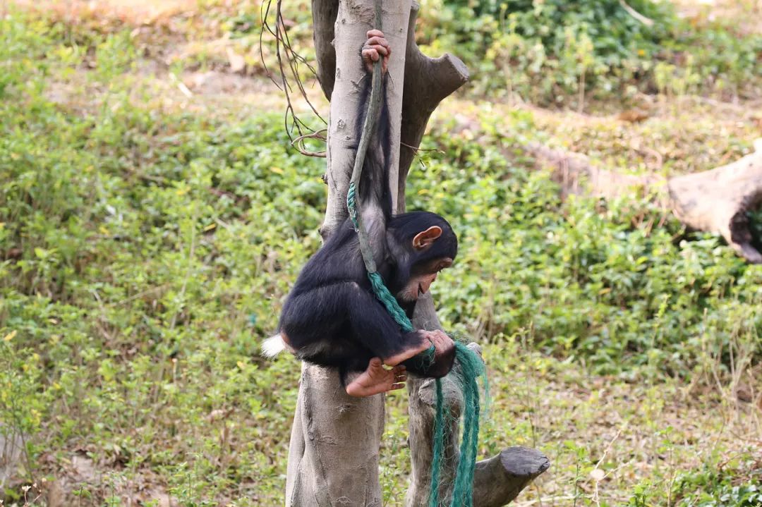 广州长隆野生动物园亲子跟拍,爸爸去哪儿广州长隆野生动物园