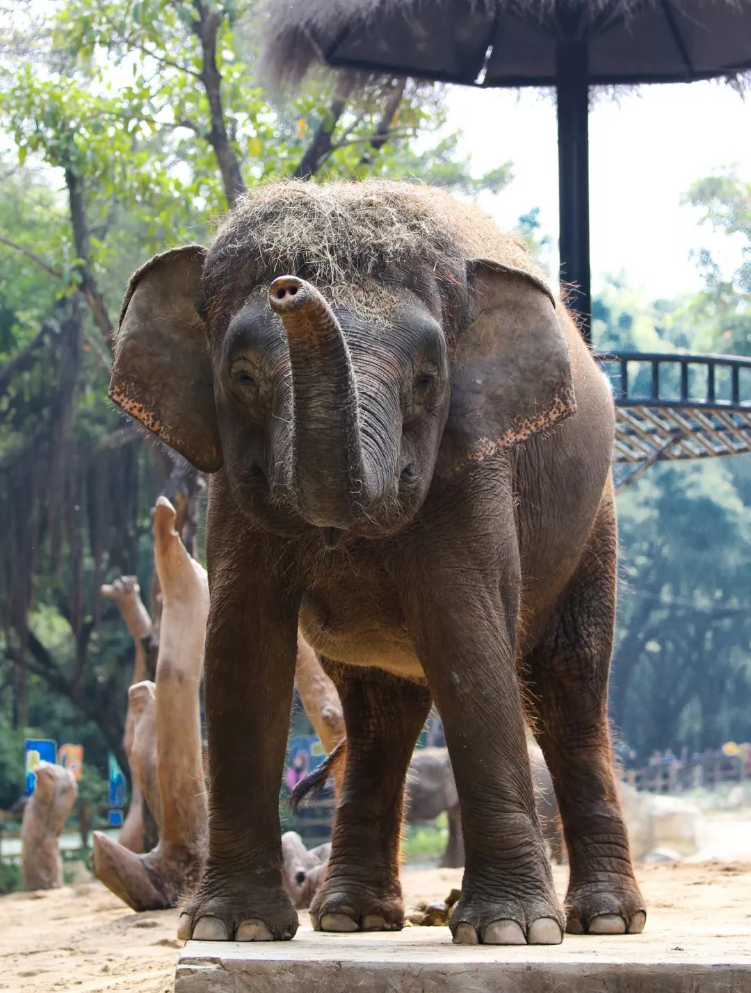 广州长隆野生动物园亲子跟拍,爸爸去哪儿广州长隆野生动物园