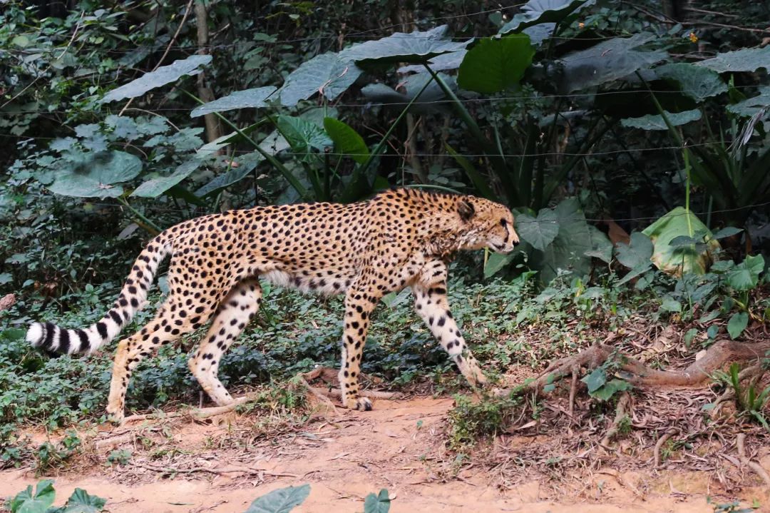 广州长隆野生动物园亲子跟拍,爸爸去哪儿广州长隆野生动物园