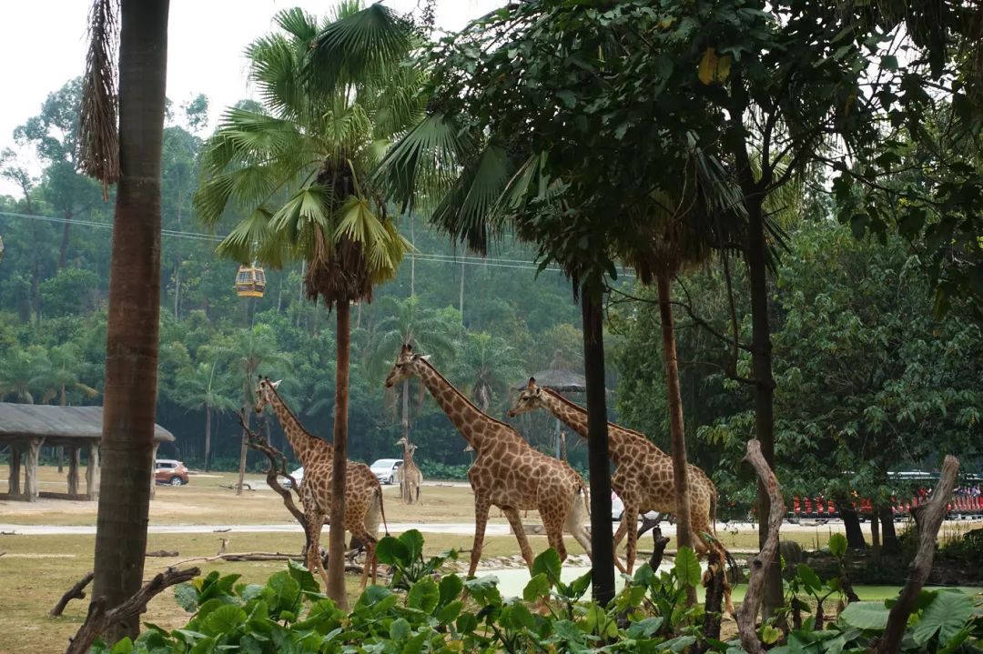广州长隆野生动物园亲子跟拍,爸爸去哪儿广州长隆野生动物园