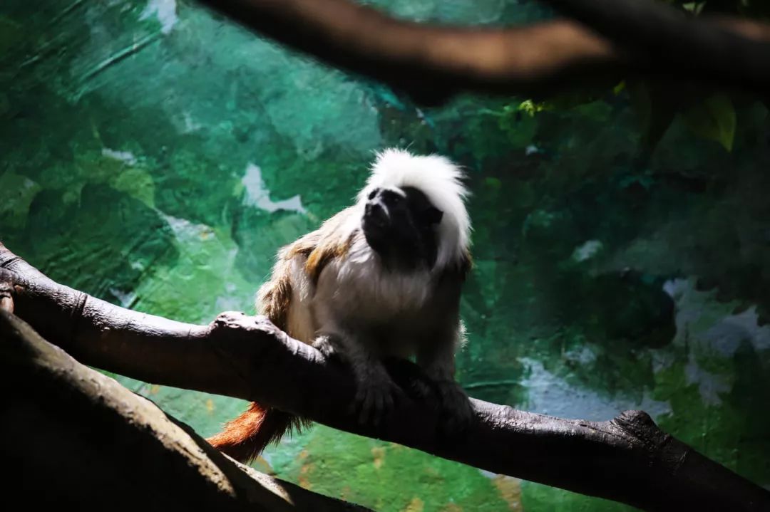 广州长隆野生动物园亲子跟拍,爸爸去哪儿广州长隆野生动物园