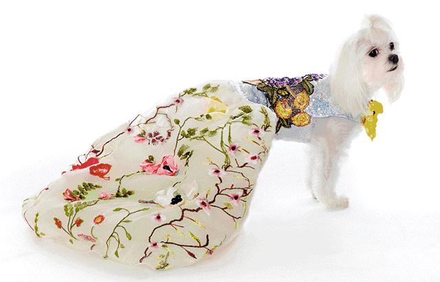 当狗炫起富来根本没人什么事儿了