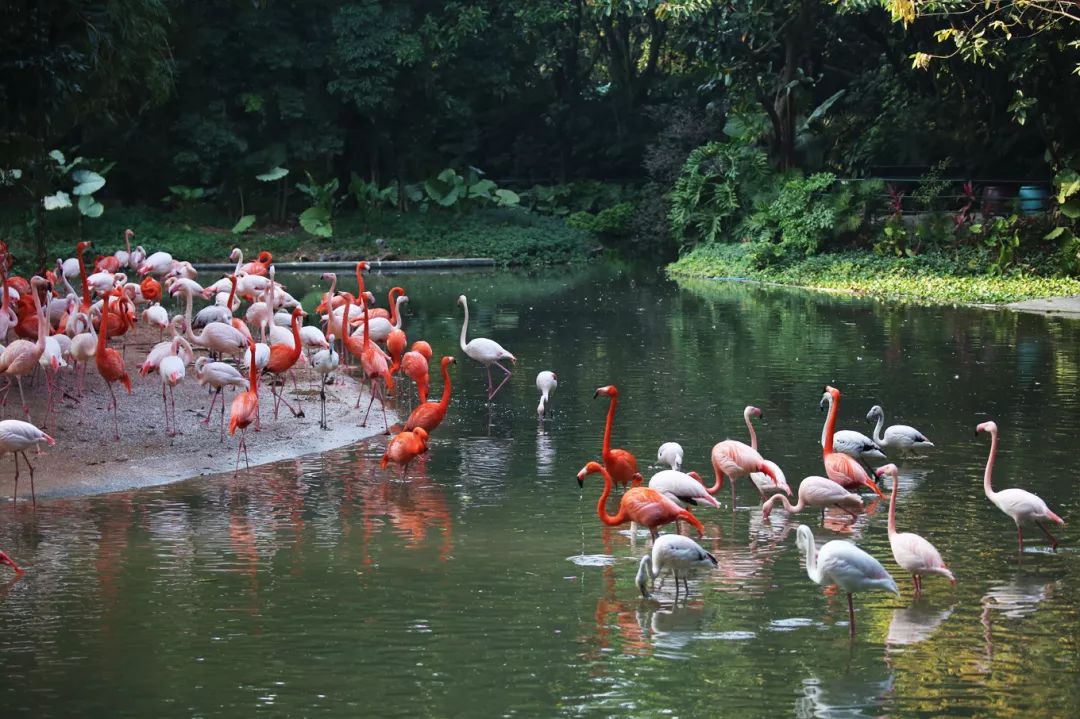 广州长隆野生动物园亲子跟拍,爸爸去哪儿广州长隆野生动物园