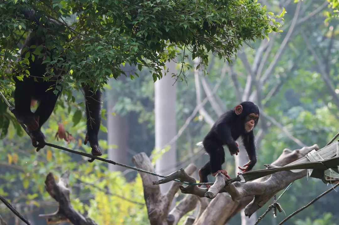 广州长隆野生动物园亲子跟拍,爸爸去哪儿广州长隆野生动物园