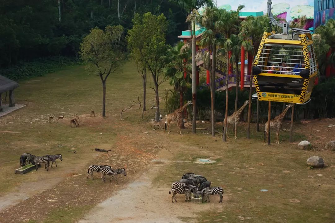广州长隆野生动物园亲子跟拍,爸爸去哪儿广州长隆野生动物园