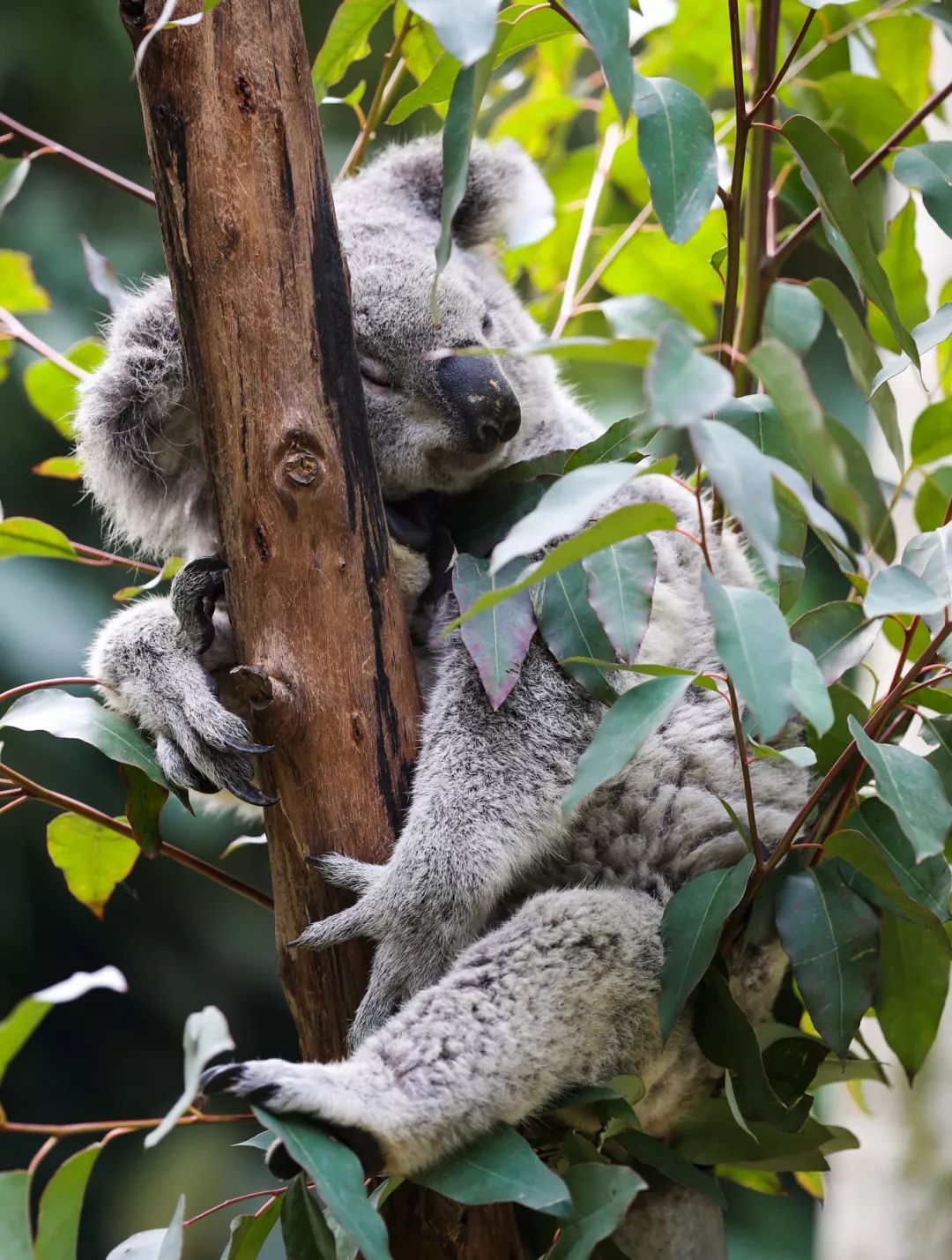 广州长隆野生动物园亲子跟拍,爸爸去哪儿广州长隆野生动物园