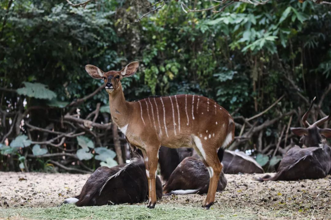 广州长隆野生动物园亲子跟拍,爸爸去哪儿广州长隆野生动物园