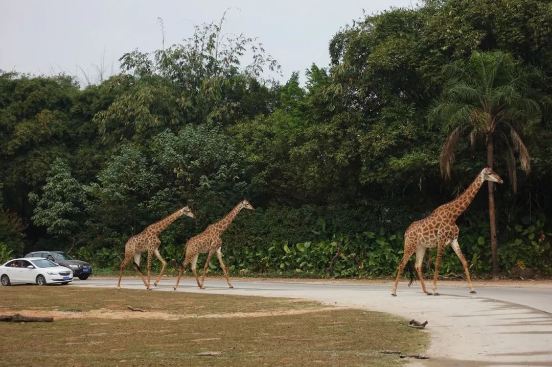 广州长隆野生动物园亲子跟拍,爸爸去哪儿广州长隆野生动物园