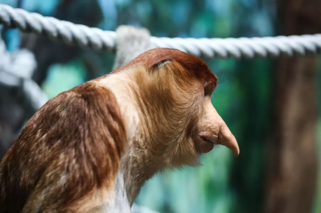 广州长隆野生动物园亲子跟拍,爸爸去哪儿广州长隆野生动物园