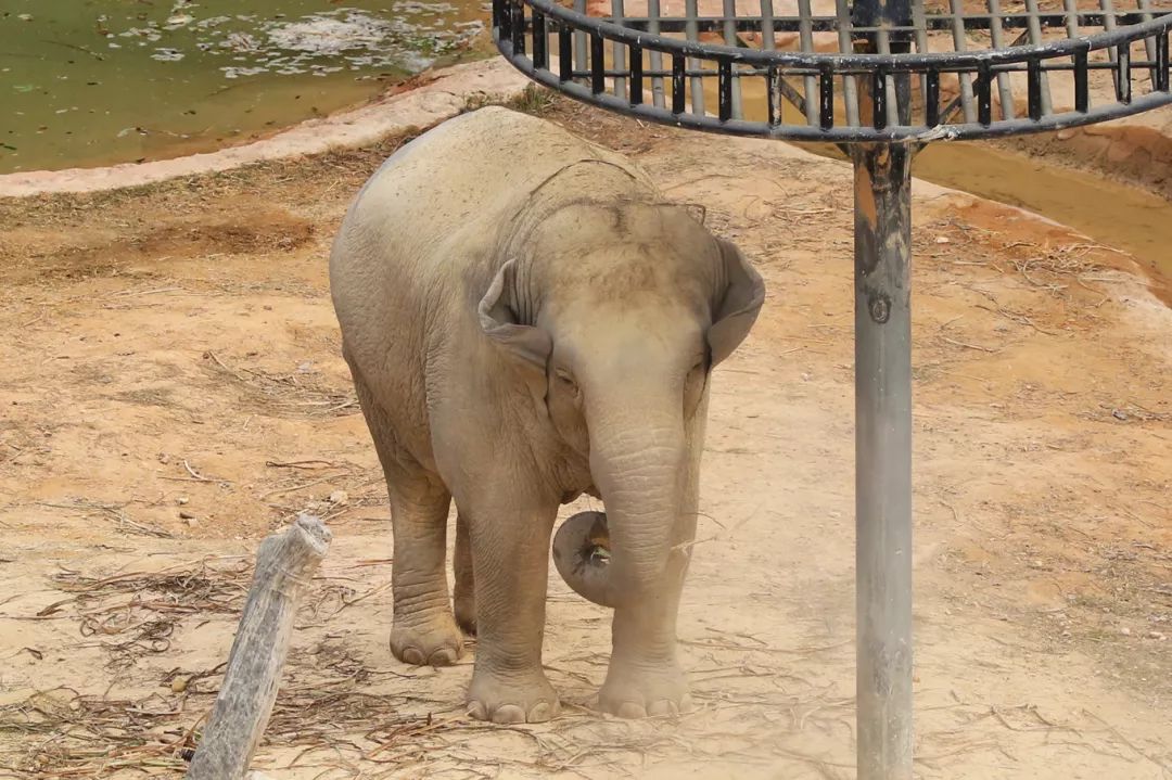 广州长隆野生动物园亲子跟拍,爸爸去哪儿广州长隆野生动物园