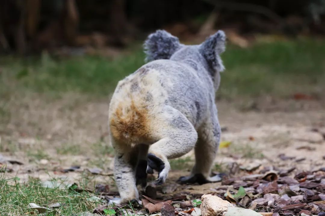 广州长隆野生动物园亲子跟拍,爸爸去哪儿广州长隆野生动物园