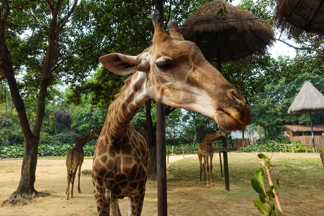 广州长隆野生动物园亲子跟拍,爸爸去哪儿广州长隆野生动物园