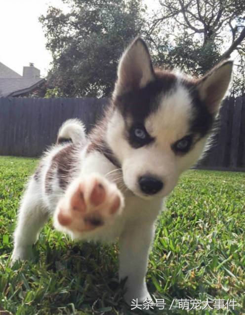 哈士奇头顶三把火传说,哈士奇头顶三把火混一起的不纯吗