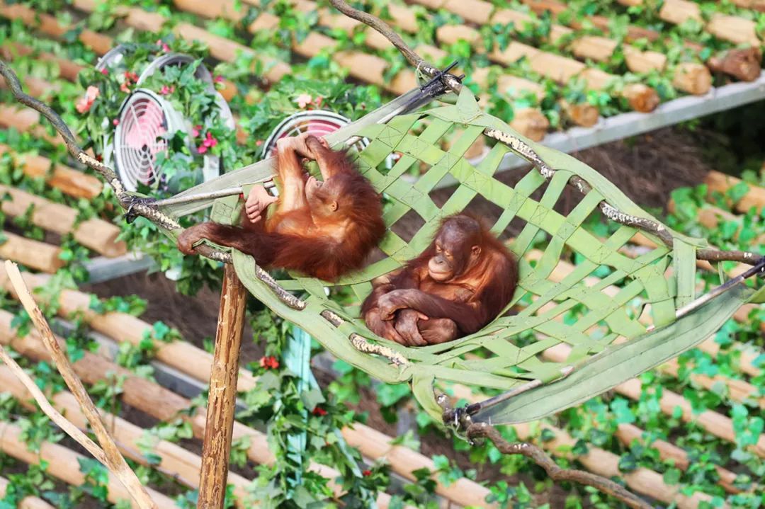 广州长隆野生动物园亲子跟拍,爸爸去哪儿广州长隆野生动物园