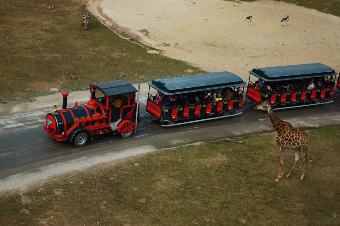 广州长隆野生动物园亲子跟拍,爸爸去哪儿广州长隆野生动物园