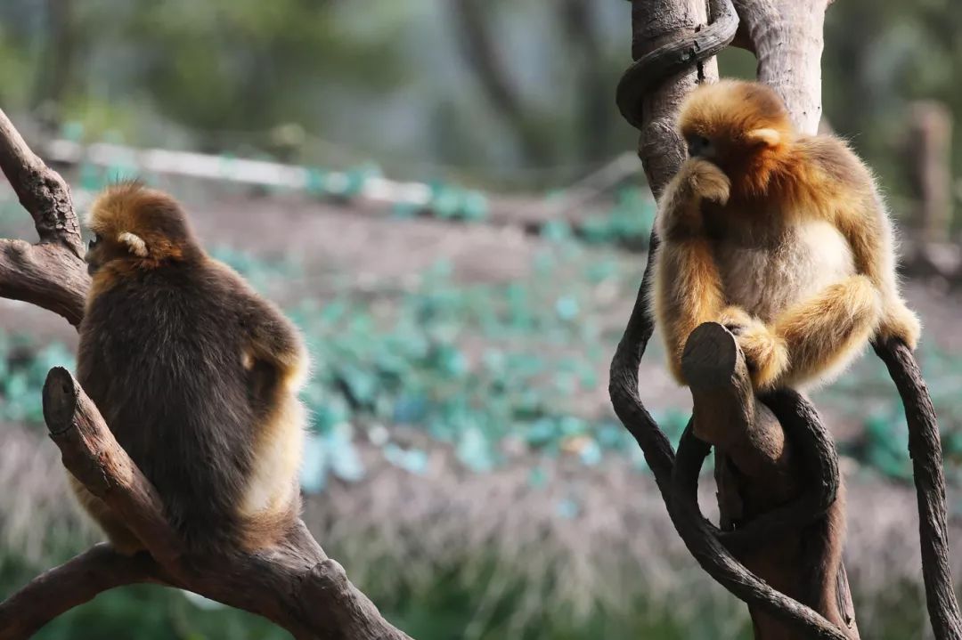 广州长隆野生动物园亲子跟拍,爸爸去哪儿广州长隆野生动物园