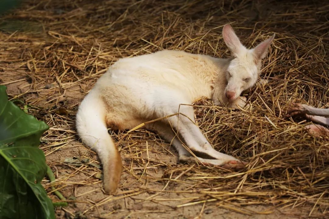 广州长隆野生动物园亲子跟拍,爸爸去哪儿广州长隆野生动物园