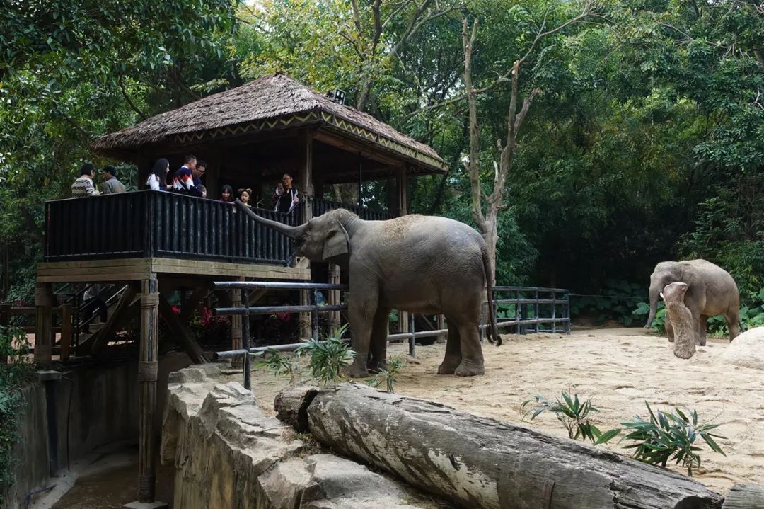 广州长隆野生动物园亲子跟拍,爸爸去哪儿广州长隆野生动物园