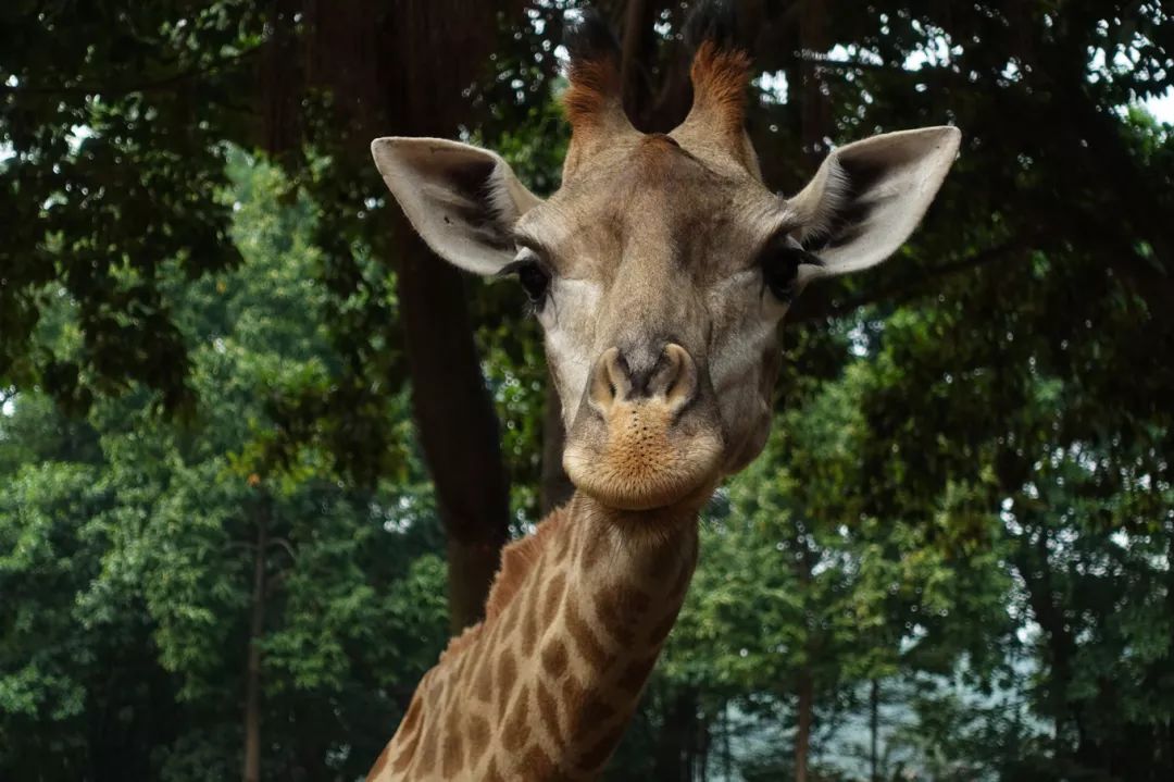 广州长隆野生动物园亲子跟拍,爸爸去哪儿广州长隆野生动物园