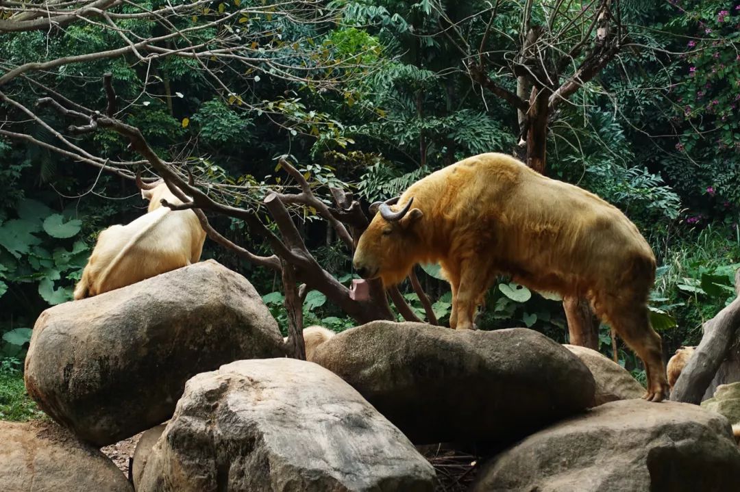 广州长隆野生动物园亲子跟拍,爸爸去哪儿广州长隆野生动物园