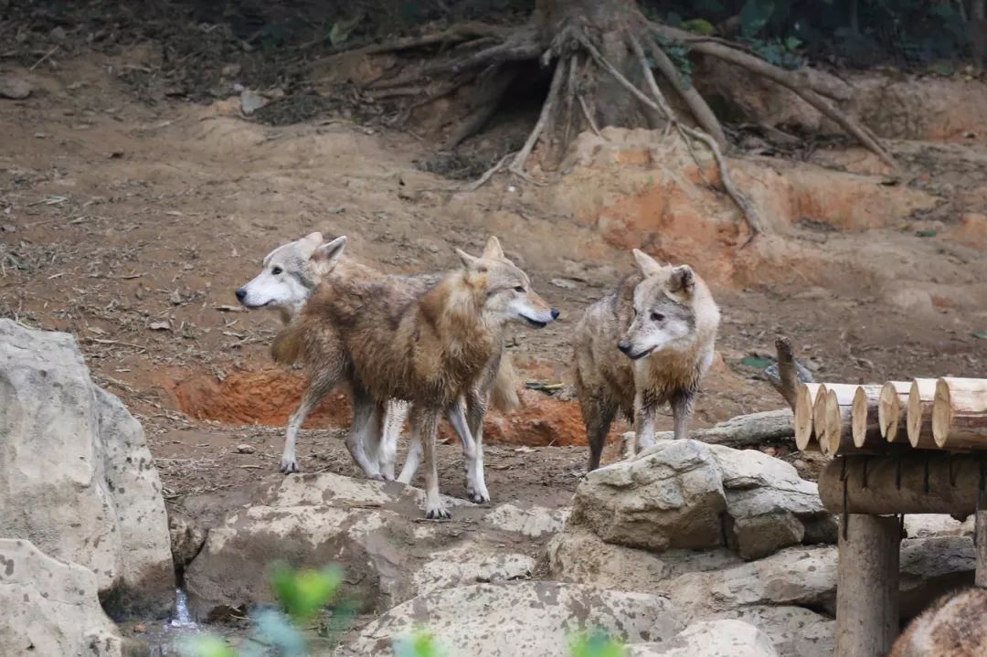 广州长隆野生动物园亲子跟拍,爸爸去哪儿广州长隆野生动物园