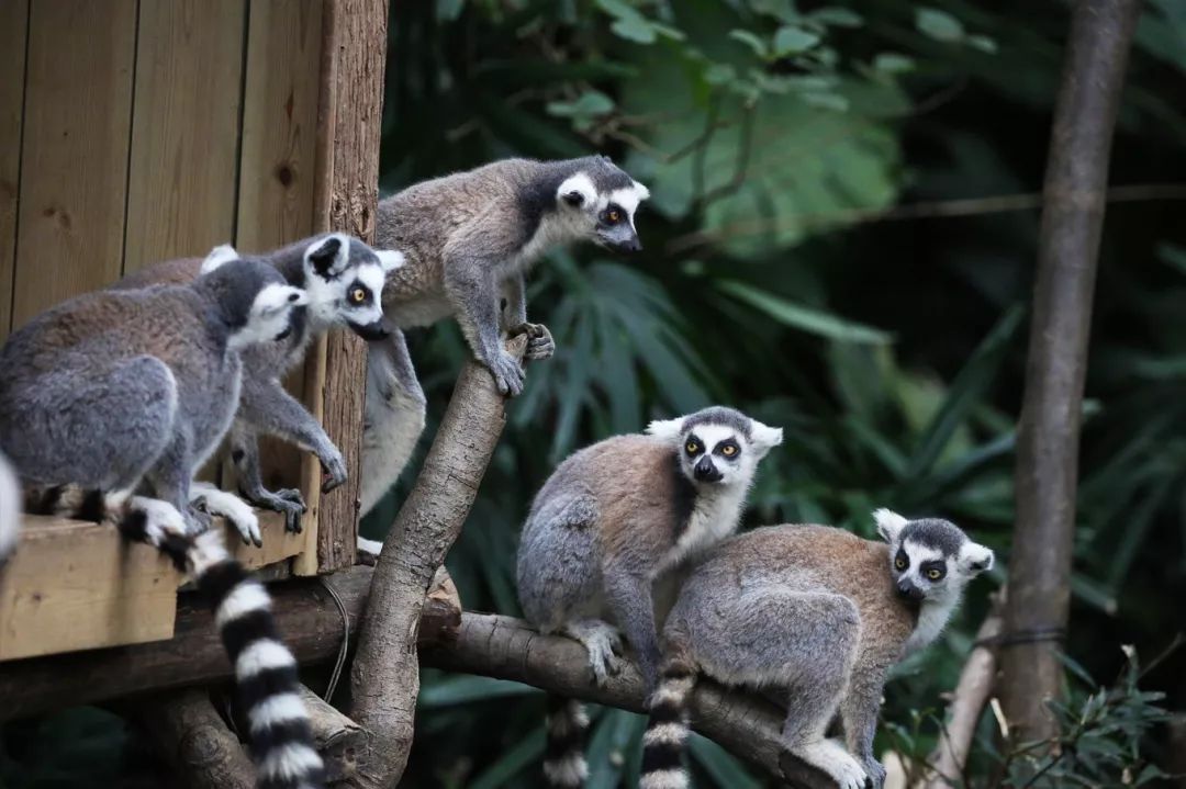 广州长隆野生动物园亲子跟拍,爸爸去哪儿广州长隆野生动物园