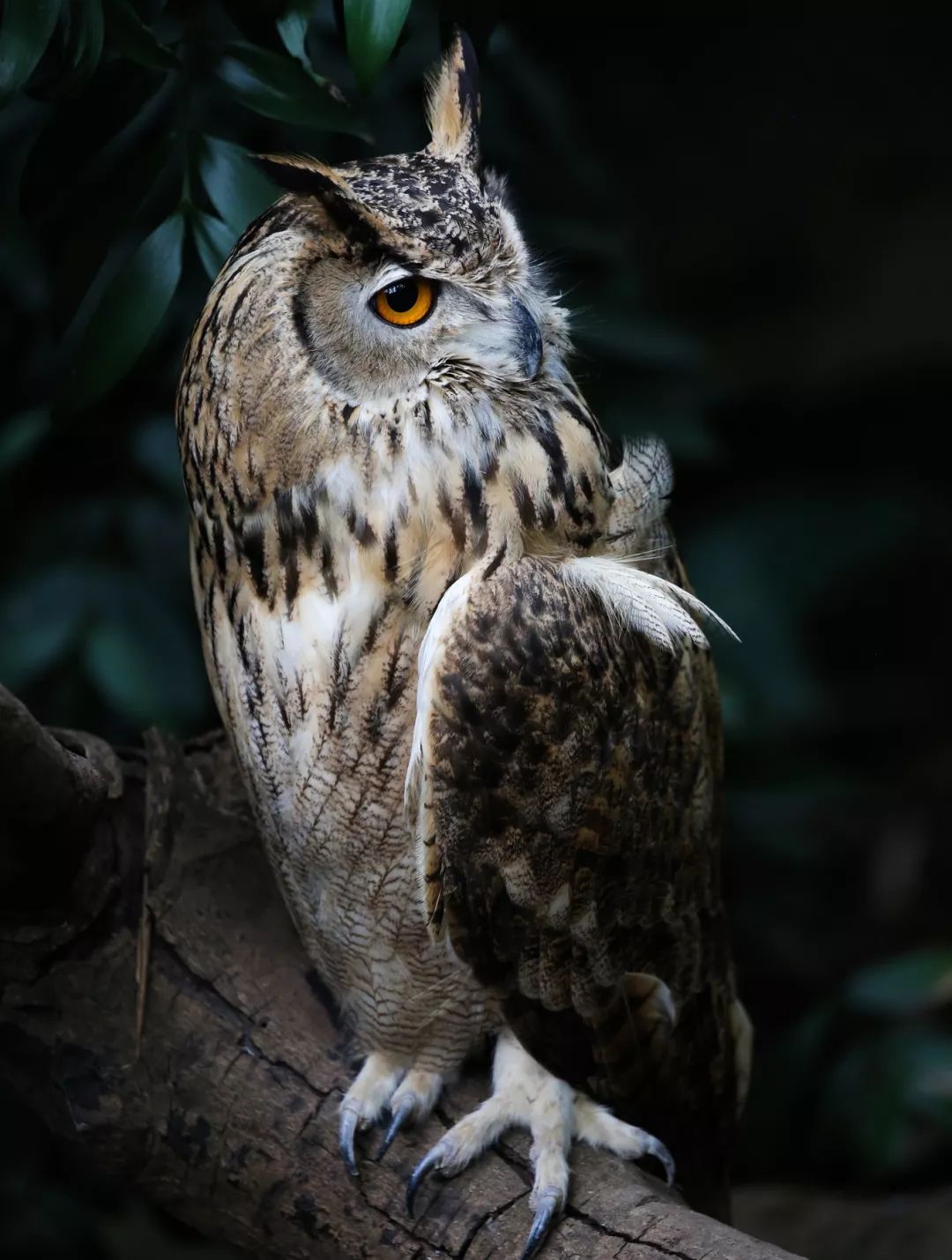 广州长隆野生动物园亲子跟拍,爸爸去哪儿广州长隆野生动物园