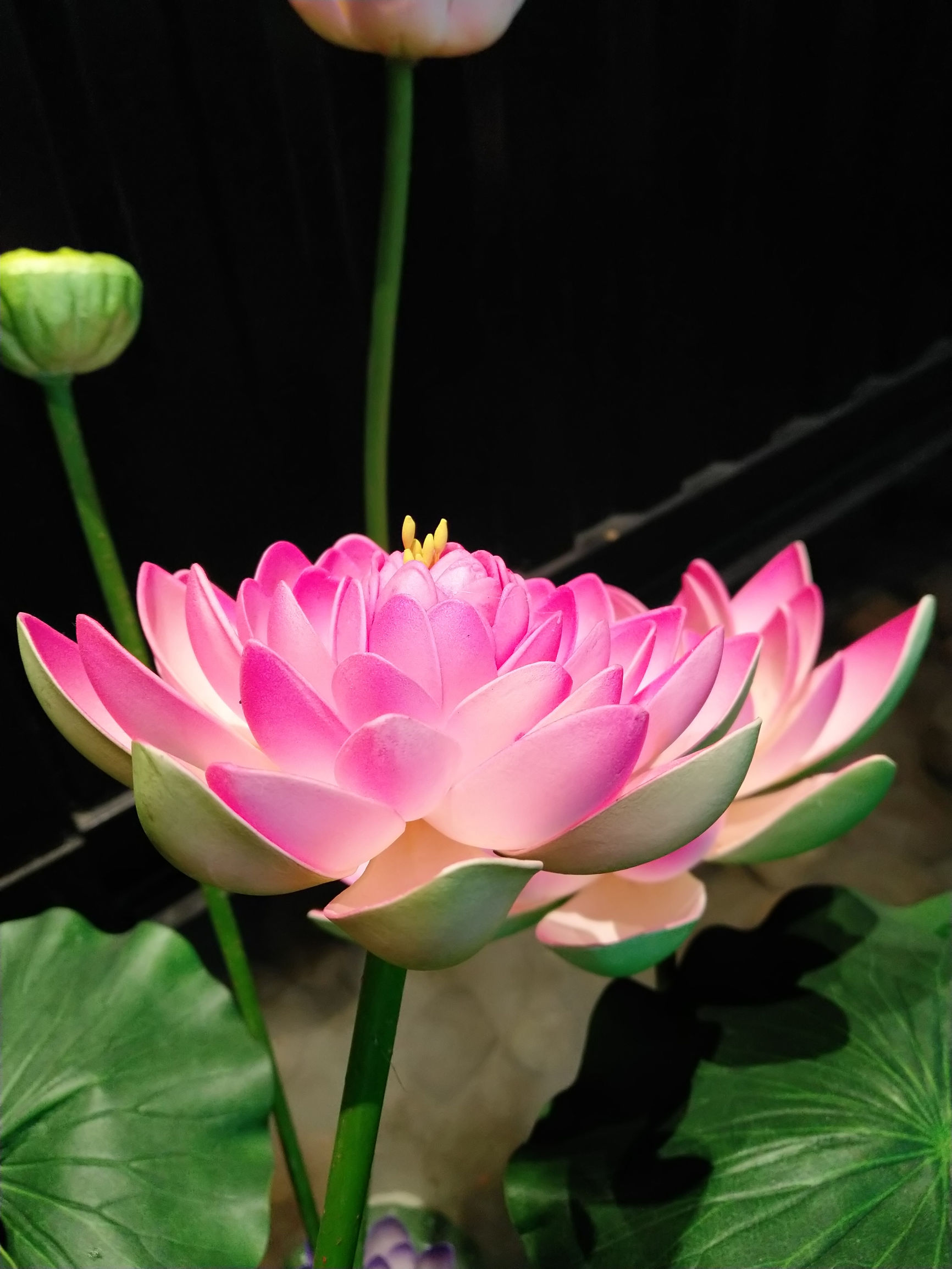 坚果pro2s换屏幕,坚果pro2拍照能力