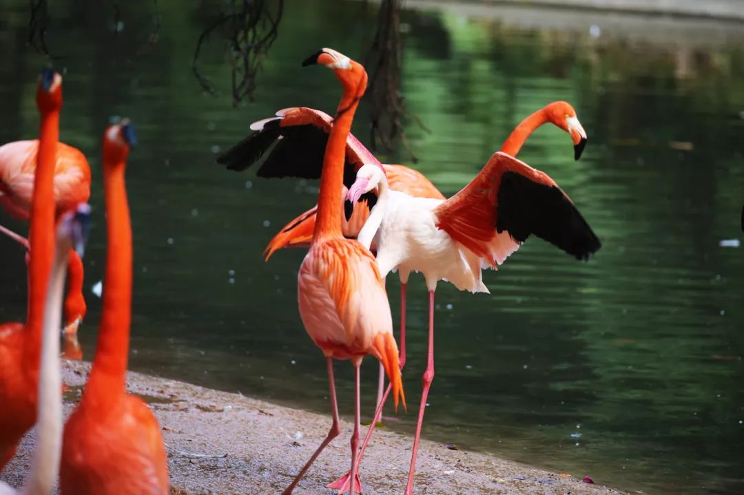 广州长隆野生动物园亲子跟拍,爸爸去哪儿广州长隆野生动物园