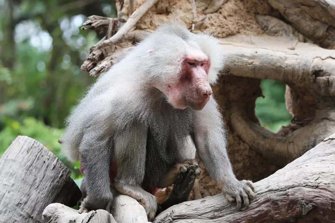 广州长隆野生动物园亲子跟拍,爸爸去哪儿广州长隆野生动物园