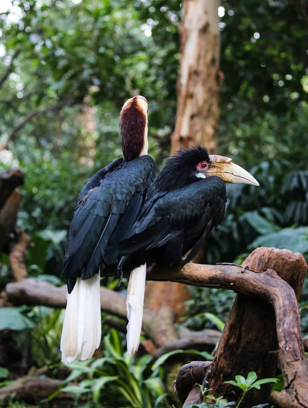广州长隆野生动物园亲子跟拍,爸爸去哪儿广州长隆野生动物园