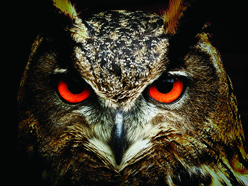 JVCD-ILA面世二十周年暨4KHDR新品发表会