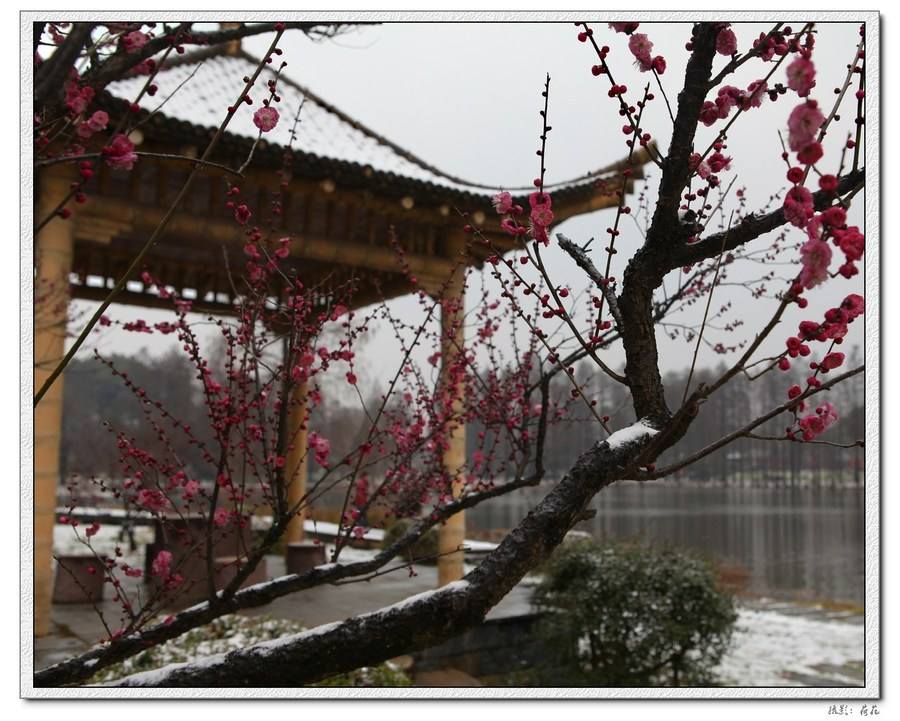 梅花情诗关于梅花古诗大全,历代咏梅花诗词大全