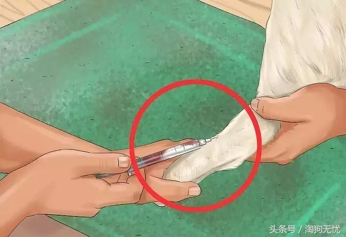 狗狗怀孕了你都不知道？先来学习狗狗怀孕知识吧！