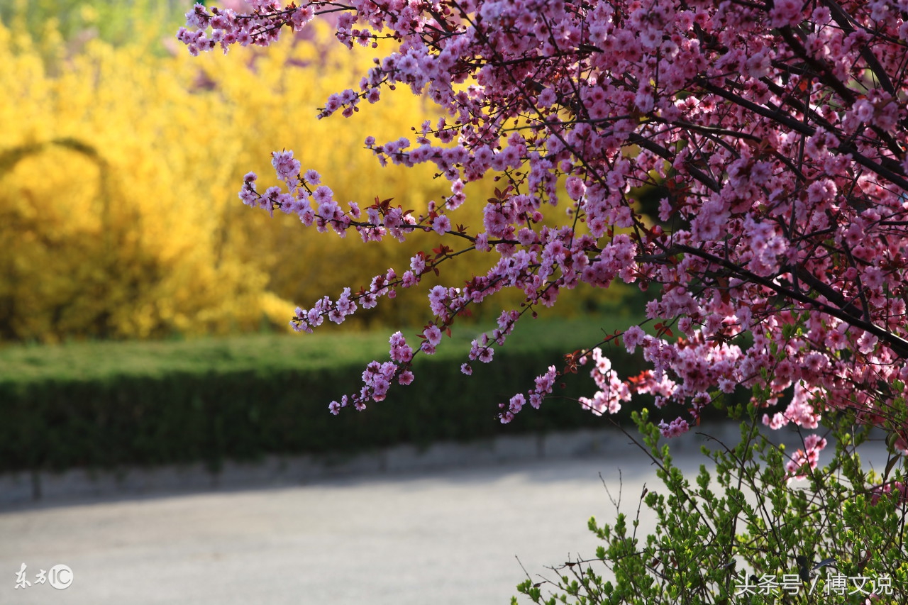 古诗人面桃花诗句,古诗人面桃花的诗句