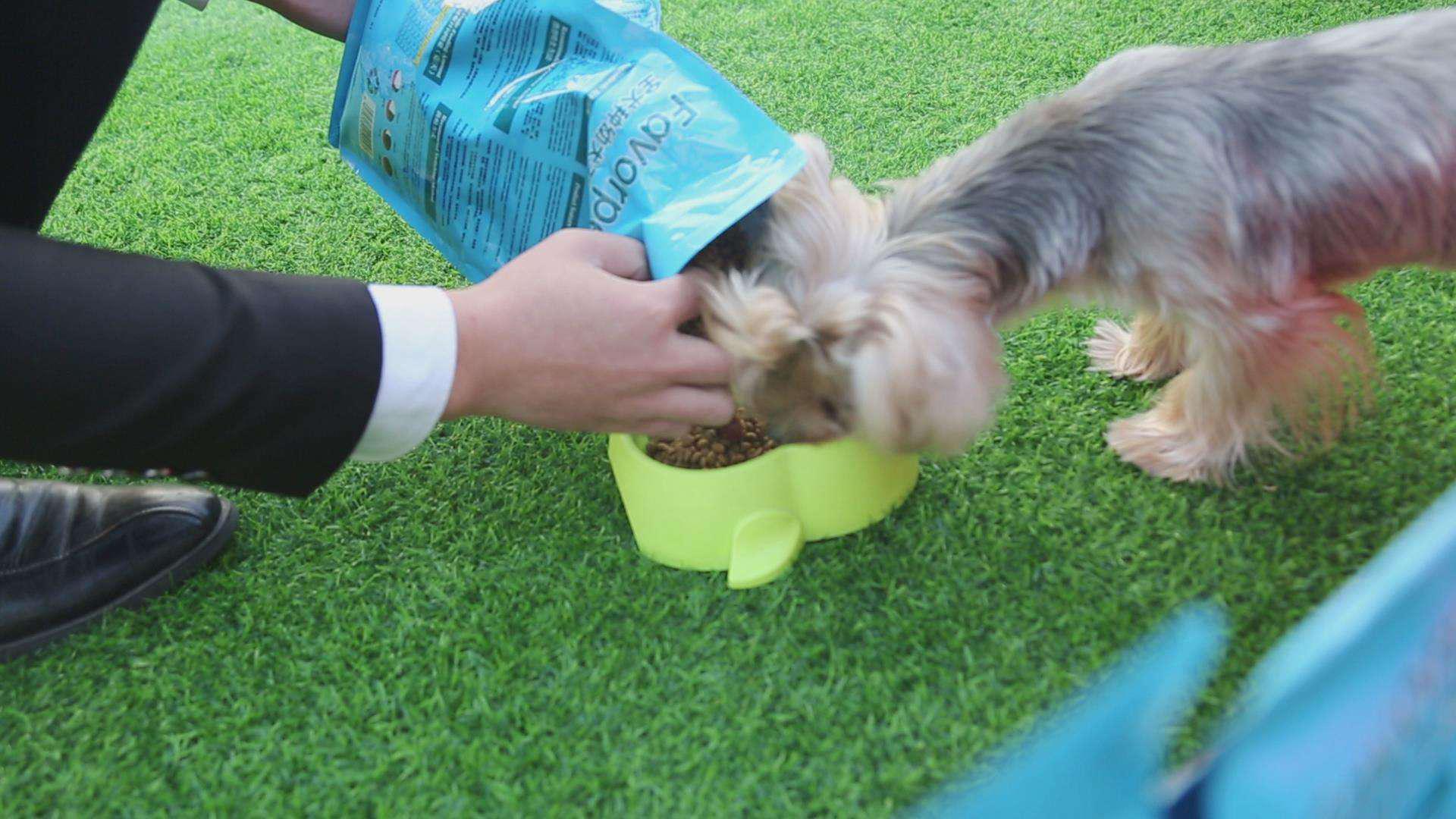 区块链养宠物猫受骗损失几十万,区块链宠物猫受骗损失几十万