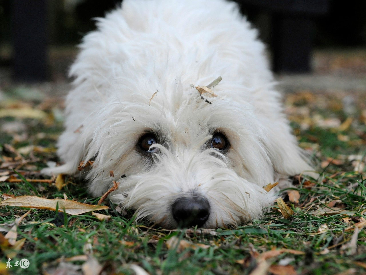 幼儿园简单的动物灯笼手工视频,制作狗狗灯笼儿童手工