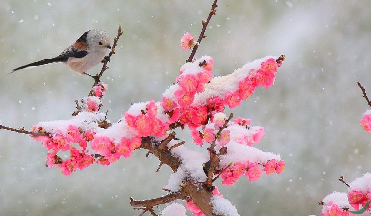 梅花情诗关于梅花古诗大全,历代咏梅花诗词大全